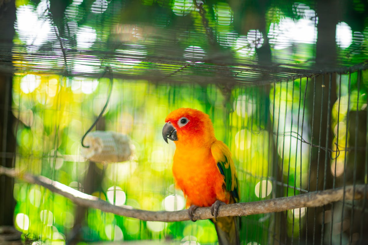 Bird Travel Cage