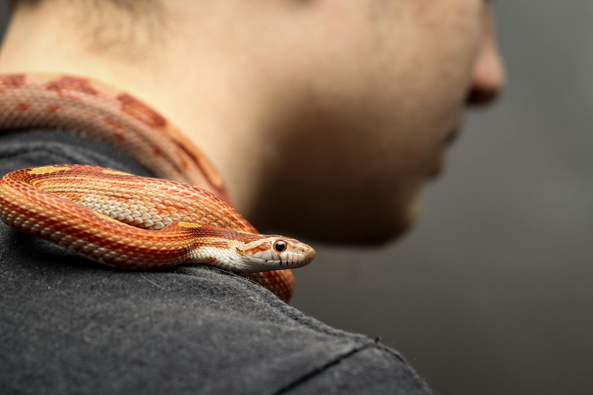 Corn Snake Reptile