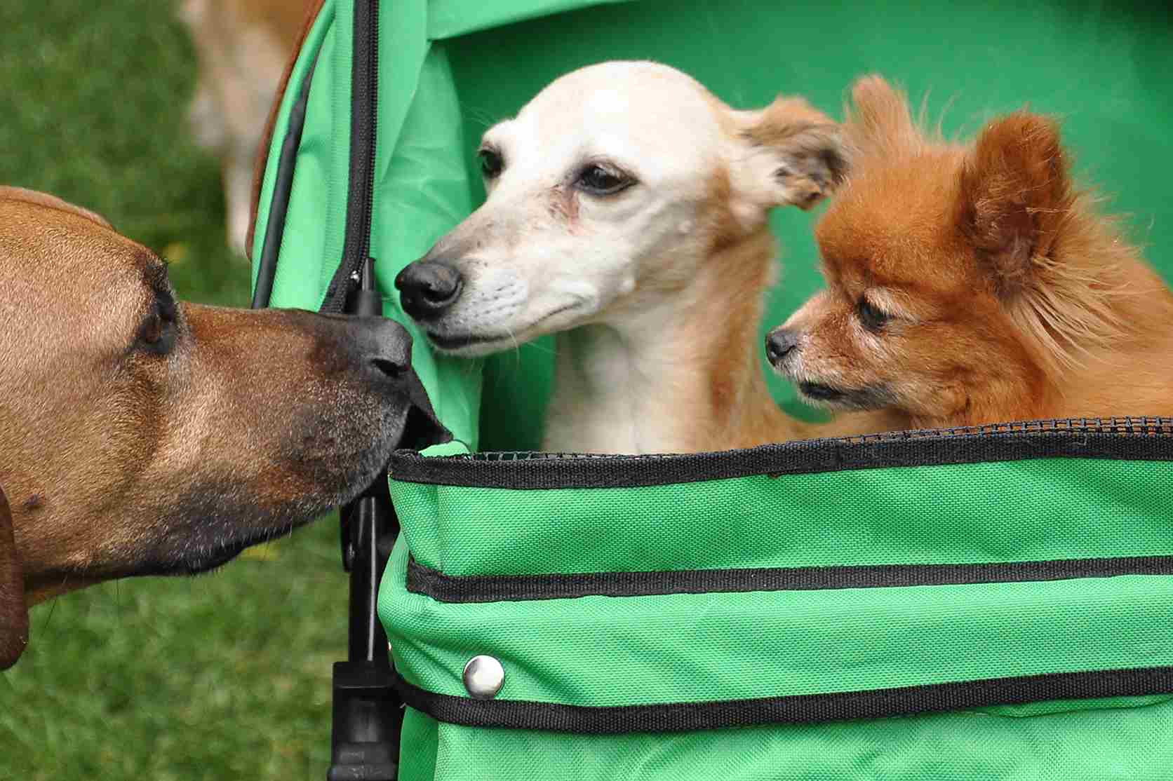 Dog Carrier