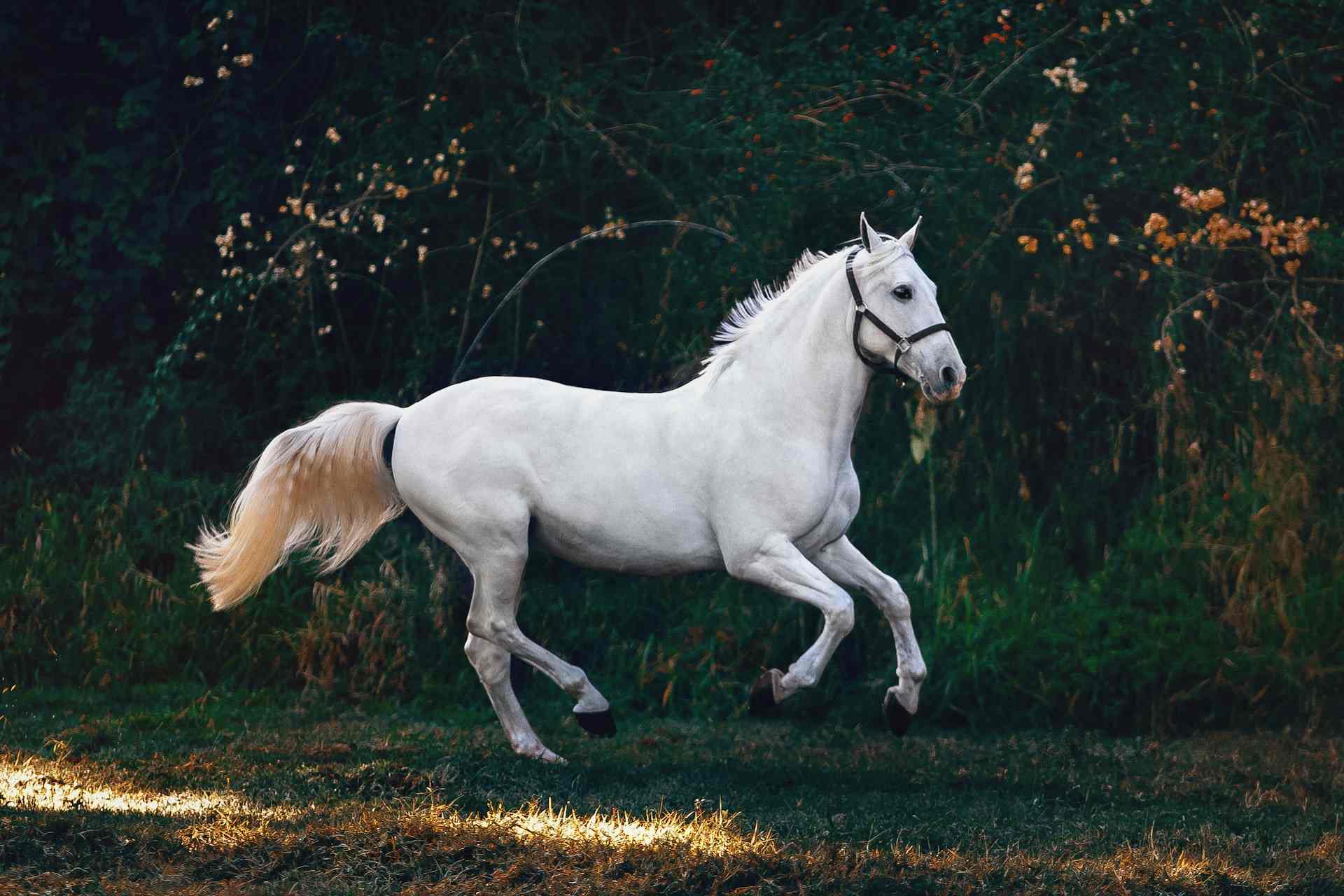 Horse Transport