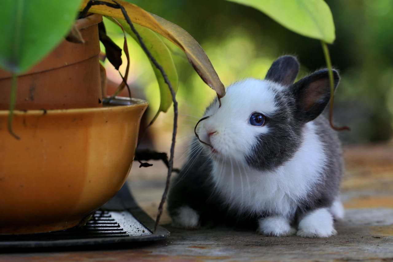 Rabbit transport