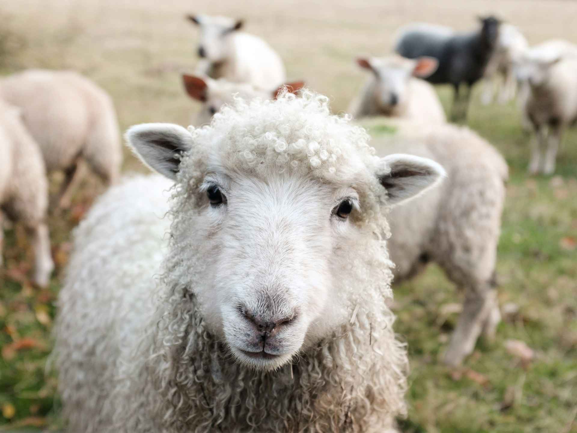 Sheep Transport